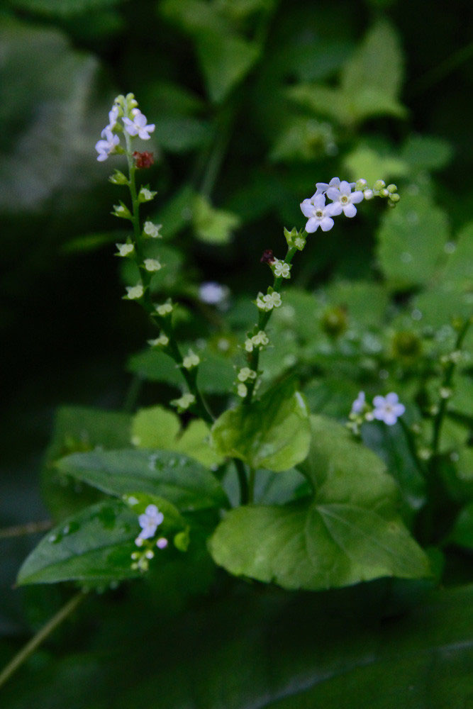 コシジタビラコ 野山に自然に咲く花のページ コシジタビラコ 野山に自然に咲く花のページ