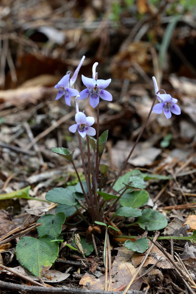 4 22 23 越後ブルーを探せ 後編 野山に自然に咲く花のページ