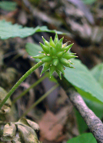 キクザキイチゲ - 野山に自然に咲く花のページ キクザキイチゲ - 野山に自然に咲く花のページ