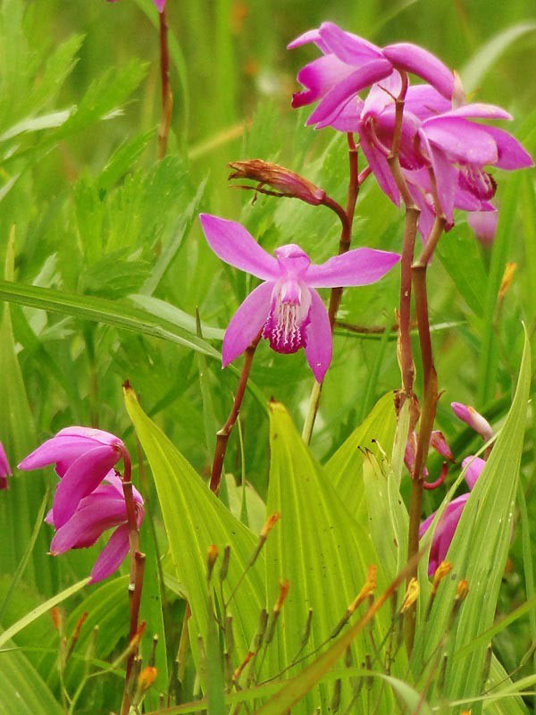 シラン - 野山に自然に咲く花のページ