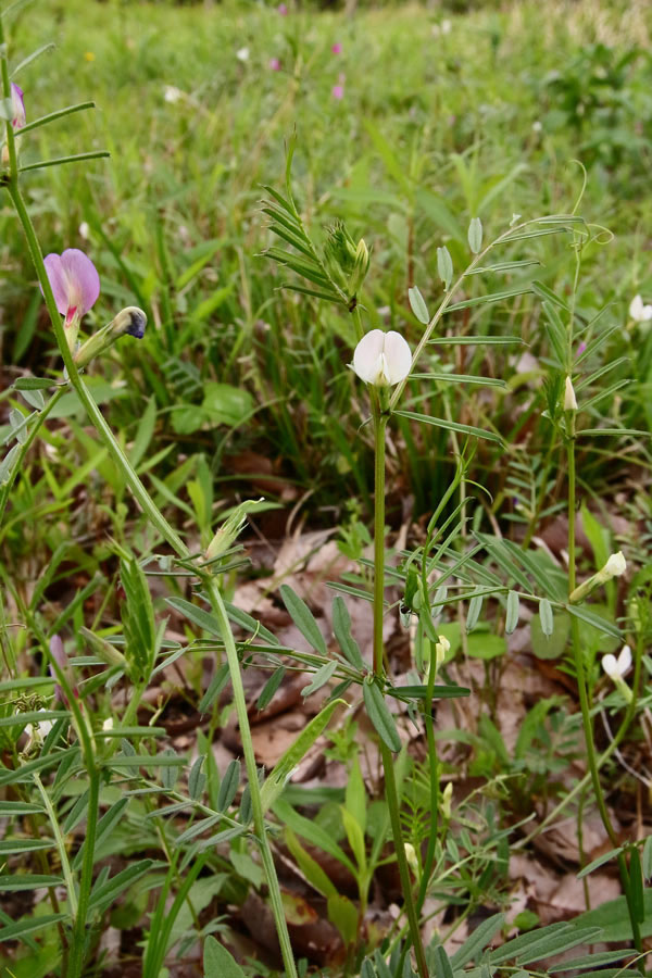 シロバナカラスノエンドウ 野山に自然に咲く花のページ