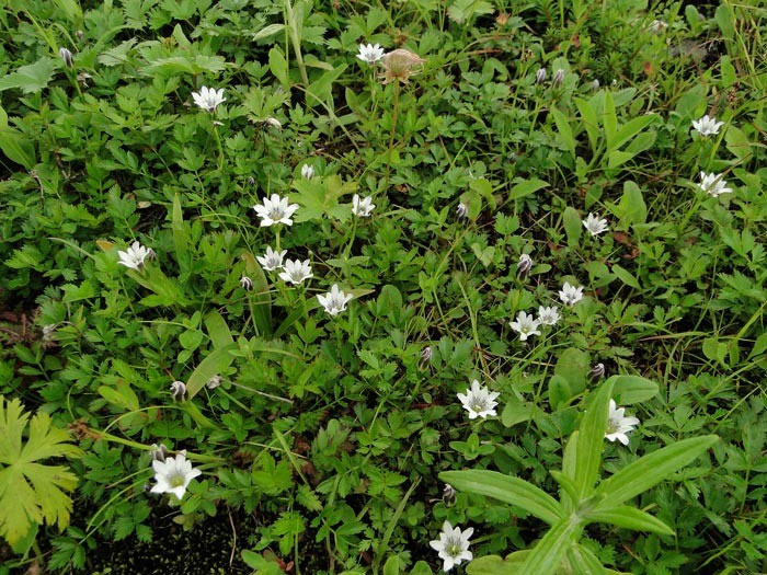 タテヤマリンドウ 野山に自然に咲く花のページ タテヤマリンドウ 野山に自然に咲く花のページ