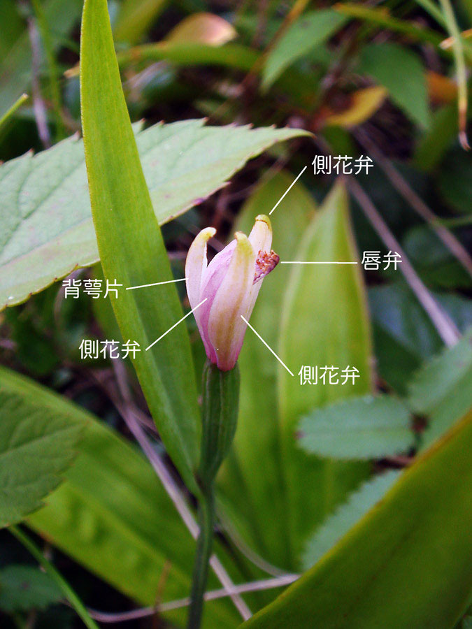 ヤマトキソウ - 野山に自然に咲く花のページ