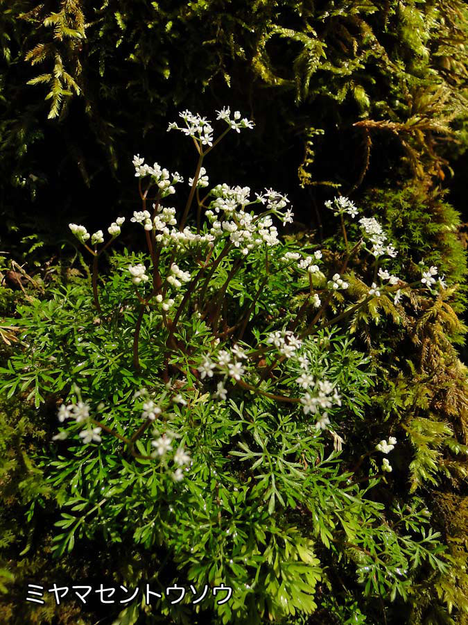 セントウソウ 野山に自然に咲く花のページ