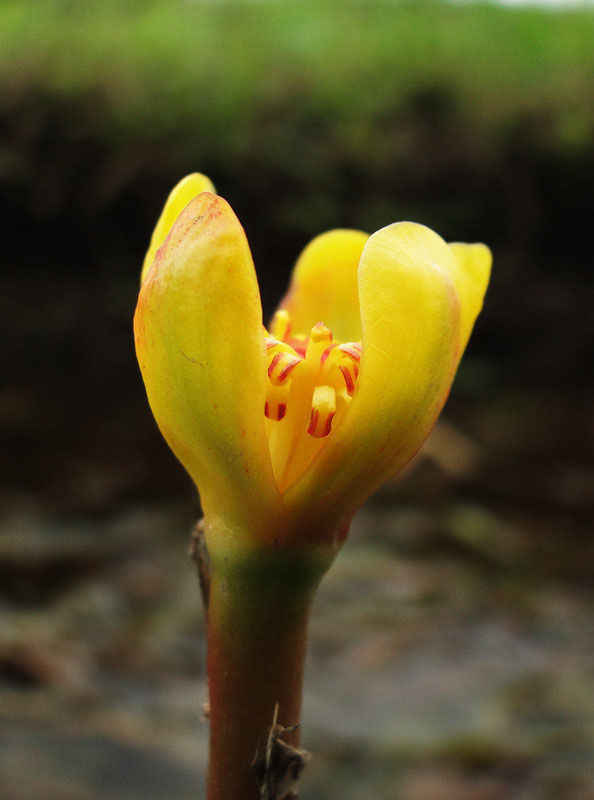 シモツケコウホネ - 野山に自然に咲く花のページ