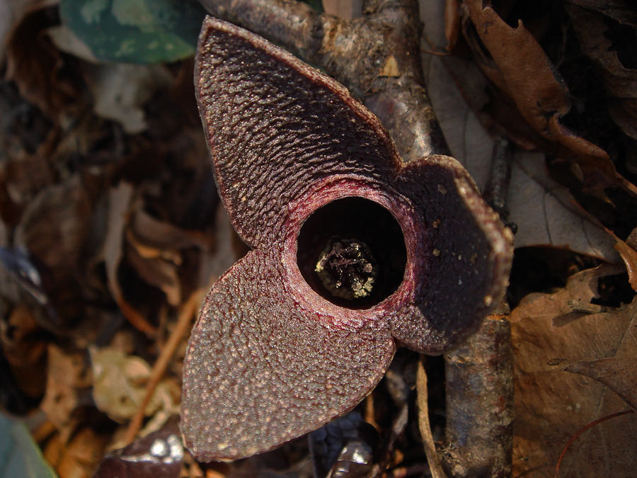 コシノカンアオイ - 野山に自然に咲く花のページ