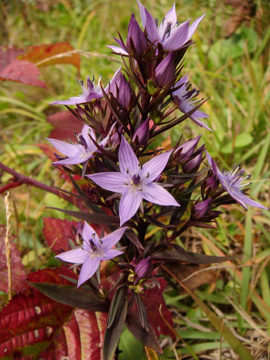 ムラサキセンブリ、オオフガクスズムシソウ ムラサキセンブリ、オオフガクスズムシソウ