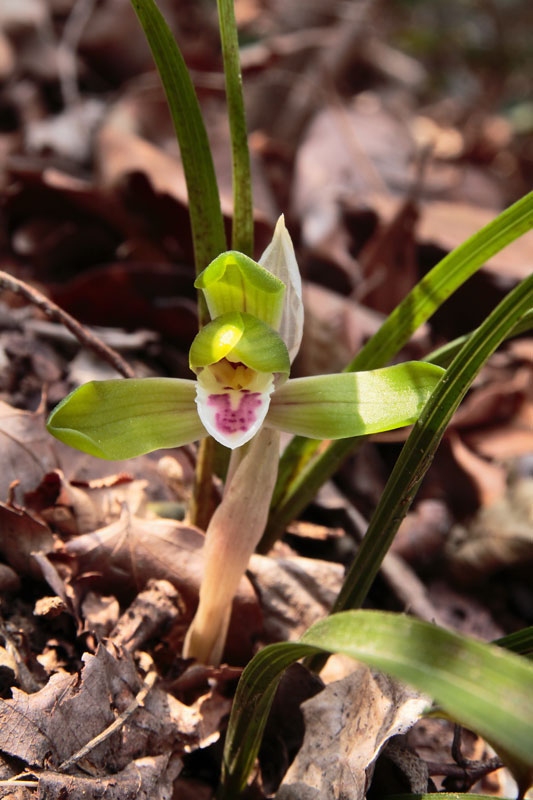 シュンラン - 野山に自然に咲く花のページ シュンラン - 野山に自然に咲く花のページ