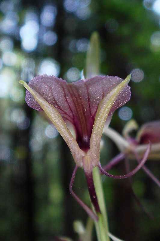 スズムシソウ - 野山に自然に咲く花のページ スズムシソウ - 野山に自然に咲く花のページ