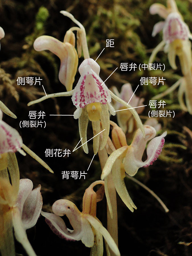 トラキチラン - 野山に自然に咲く花のページ