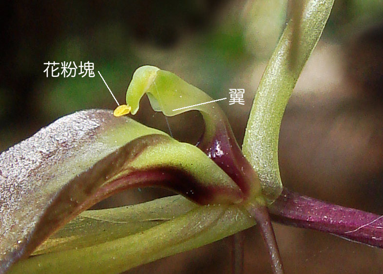 山野草　希少青軸素心　スズムシソウ 今年最終 四季の山野草（スズムシソウ）