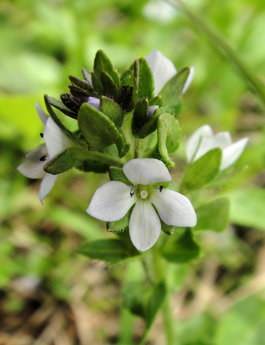 ヒメクワガタ 野山に自然に咲く花のページ