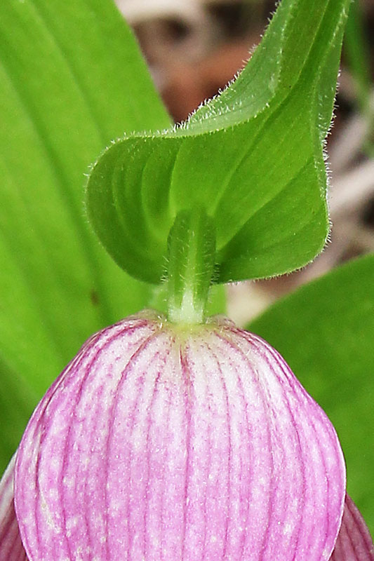 アツモリソウ - 野山に自然に咲く花のページ