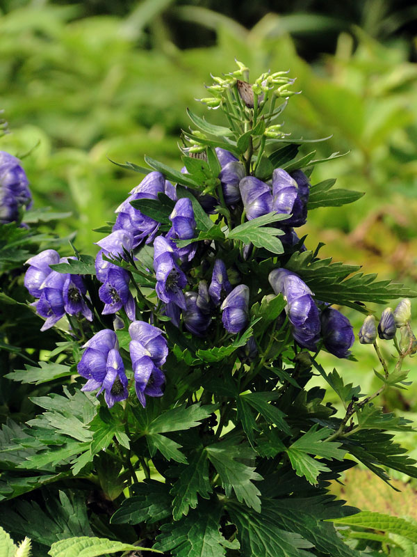 イブキトリカブト - 野山に自然に咲く花のページ イブキトリカブト - 野山に自然に咲く花のページ