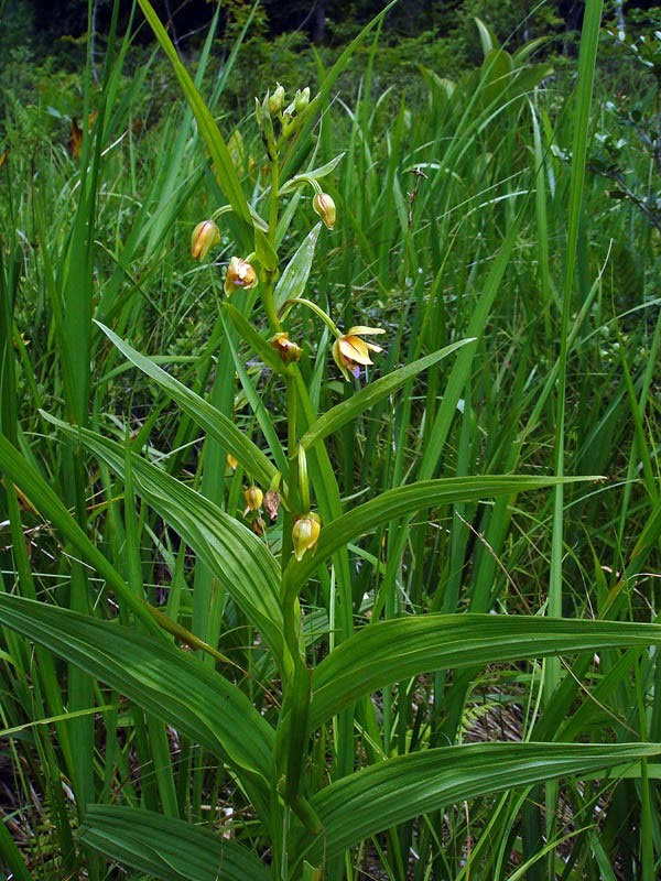 カキラン - 野山に自然に咲く花のページ