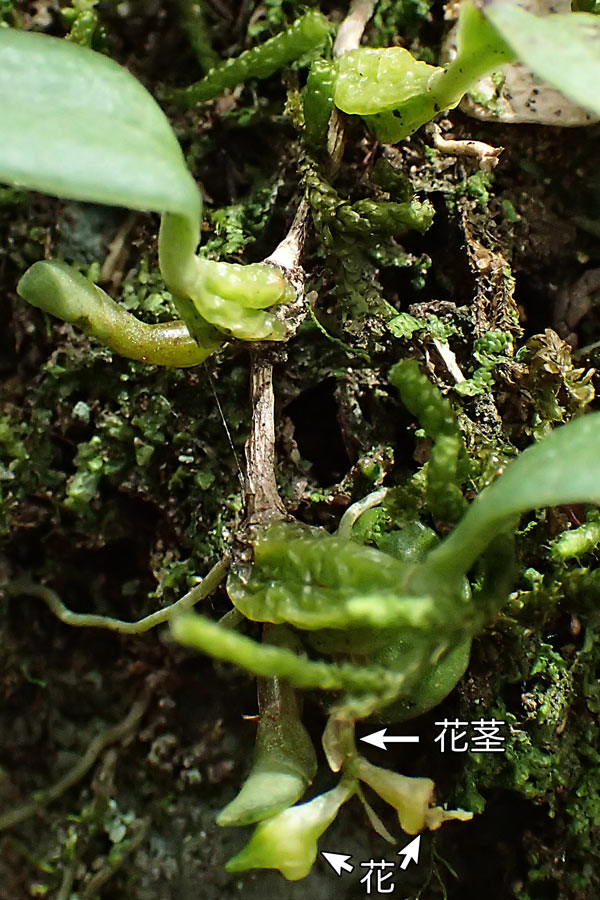 ムギラン - 野山に自然に咲く花のページ ムギラン - 野山に自然に咲く花のページ