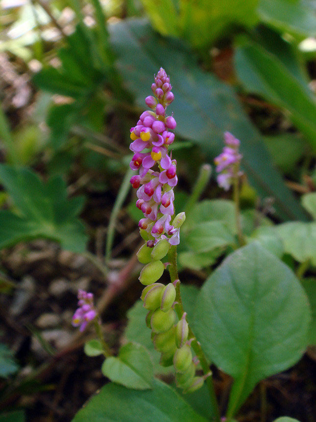 ヒナノキンチャク 野山に自然に咲く花のページ