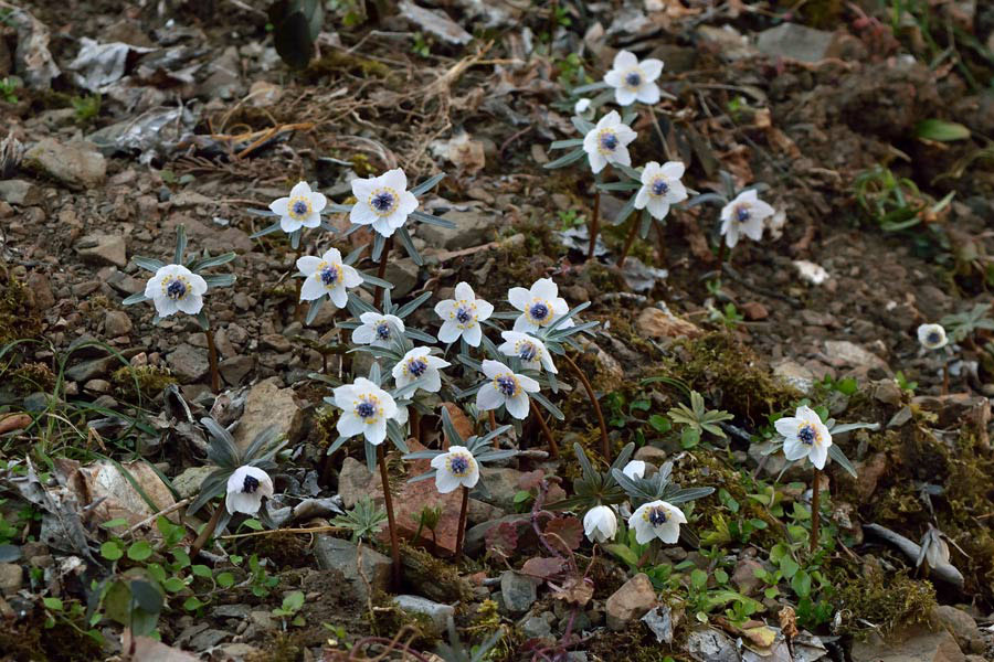 2 19 節分は過ぎたけど 野山に自然に咲く花のページ