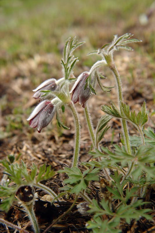 オキナグサ 野山に自然に咲く花のページ