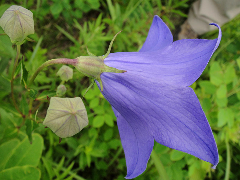 キキョウ 野山に自然に咲く花のページ キキョウ 野山に自然に咲く花のページ