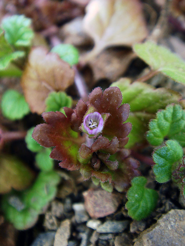イヌノフグリ - 野山に自然に咲く花のページ