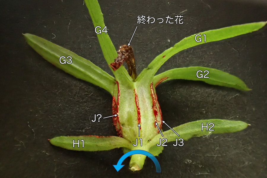 クチナシグサ 野山に自然に咲く花のページ