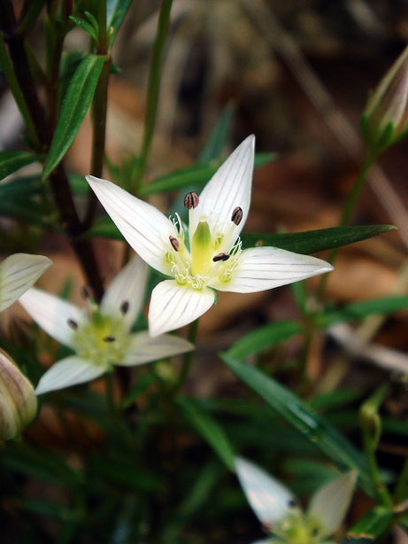 センブリ - 野山に自然に咲く花のページ センブリ - 野山に自然に咲く花のページ