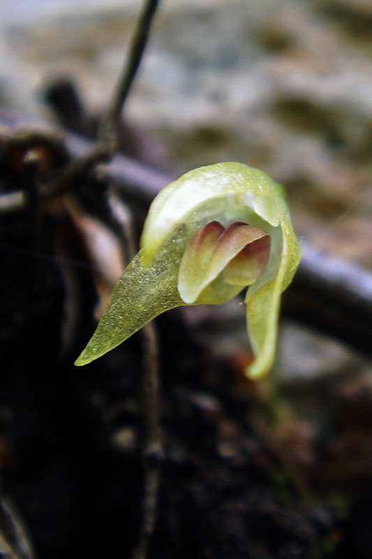 マメヅタラン 野山に自然に咲く花のページ マメヅタラン 野山に自然に咲く花のページ
