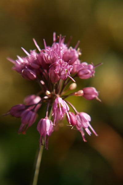 ヤマラッキョウ - 野山に自然に咲く花のページ