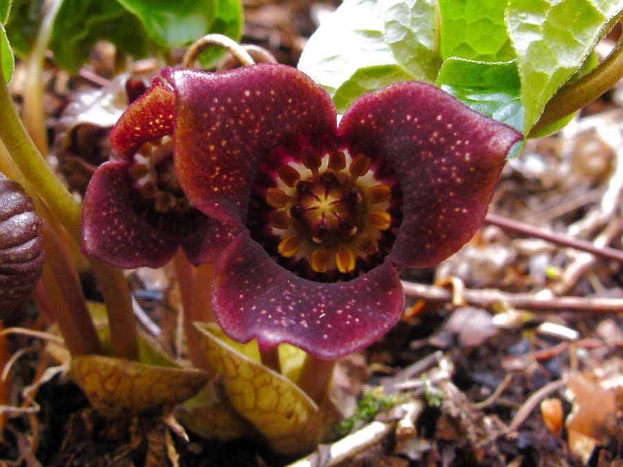 ウスバサイシン - 野山に自然に咲く花のページ