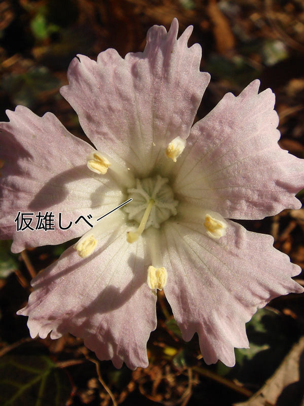 イワウチワ 野山に自然に咲く花のページ イワウチワ 野山に自然に咲く花のページ