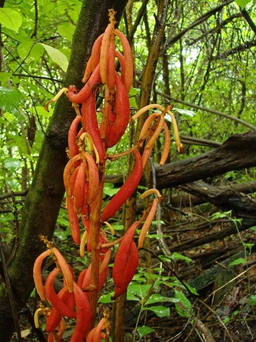 ツチアケビ - 野山に自然に咲く花のページ