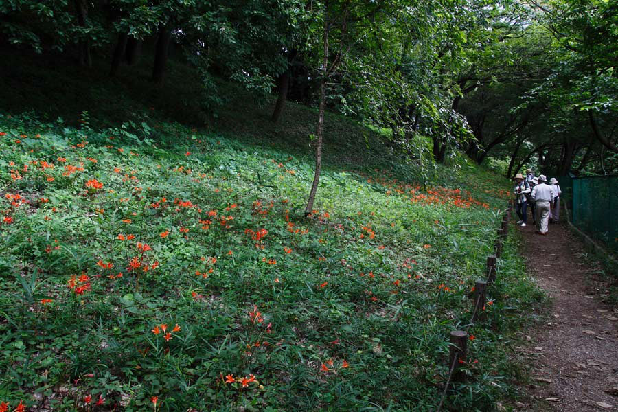 野山に自然に咲く花のページ