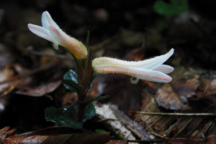 ベニシュスラン - 野山に自然に咲く花のページ