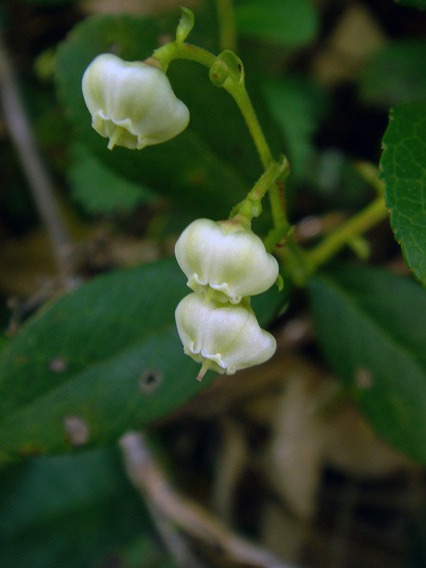 シラタマノキ 野山に自然に咲く花のページ