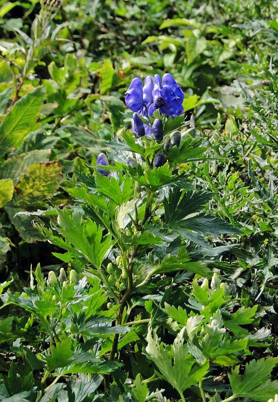 イブキトリカブト 野山に自然に咲く花のページ