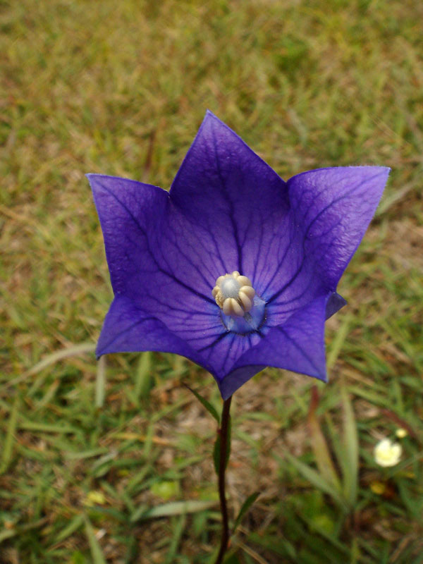 キキョウ - 野山に自然に咲く花のページ