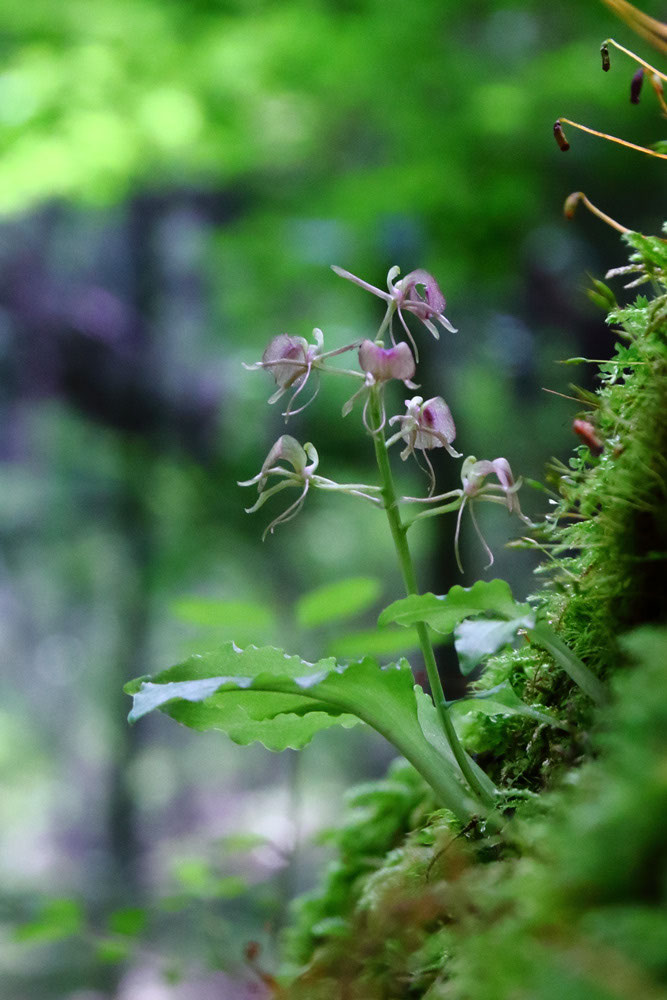 フガクスズムシソウ - 野山に自然に咲く花のページ フガクスズムシソウ - 野山に自然に咲く花のページ
