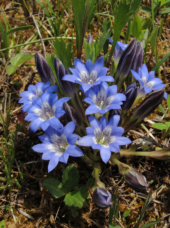 ハルリンドウ - 野山に自然に咲く花のページ