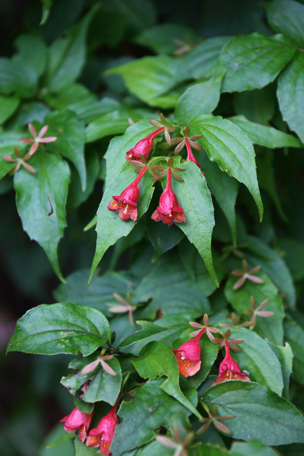 6 26 水無月なのに皐月 野山に自然に咲く花のページ