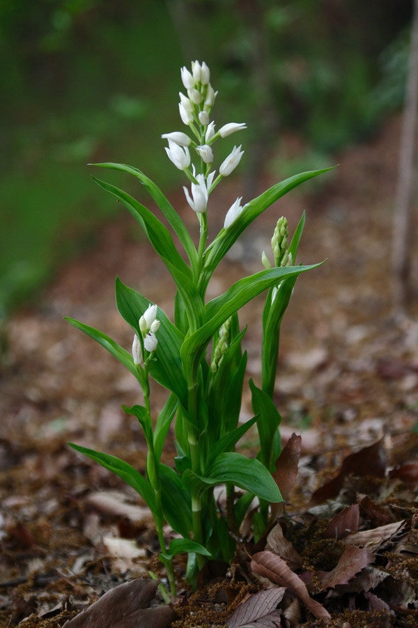 野山に自然に咲く花のページ