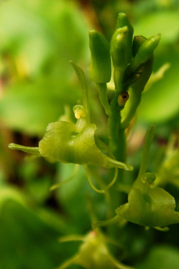 クモキリソウ - 野山に自然に咲く花のページ