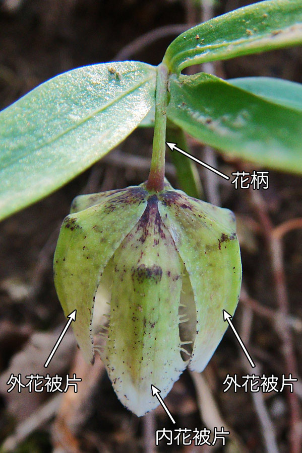 コシノコバイモ - 野山に自然に咲く花のページ