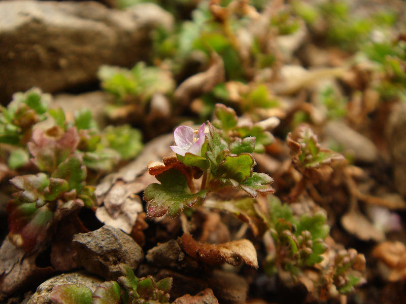 イヌノフグリ - 野山に自然に咲く花のページ