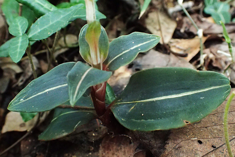 シュスラン - 野山に自然に咲く花のページ