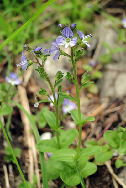 ヒメクワガタ 野山に自然に咲く花のページ