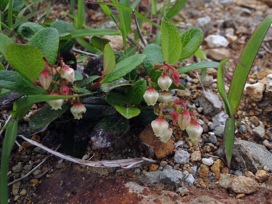 シラタマノキ 野山に自然に咲く花のページ