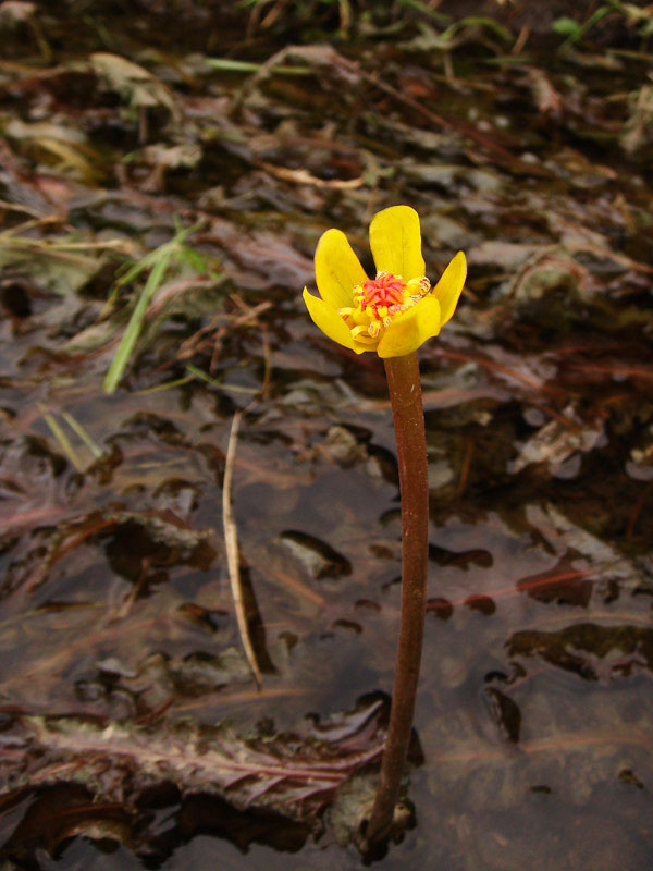 シモツケコウホネ - 野山に自然に咲く花のページ