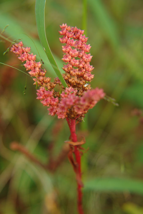 野山に自然に咲く花のページ