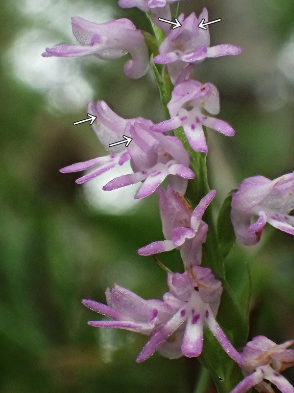 ミヤマモジズリの奥の間 - 野山に自然に咲く花のページ